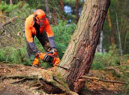 Tree and Shrub Care in Horse Cave, KY