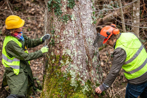 Reliable Horse Cave, KY Tree Removal Services Solutions