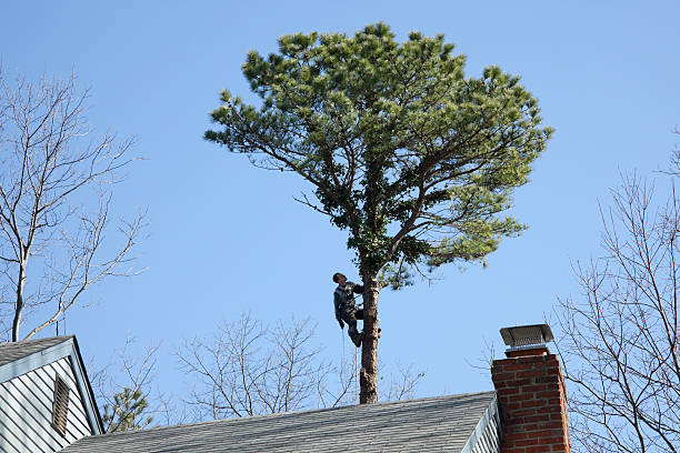 How Our Tree Care Process Works  in  Horse Cave, KY